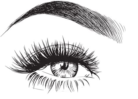 Download Eyebrow Vector - Eyebrows And Eyelashes Drawing PNG Image with No Background - PNGkey.com