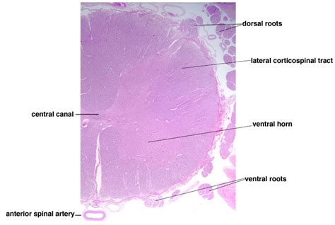 Spinal Cord Meninges Histology