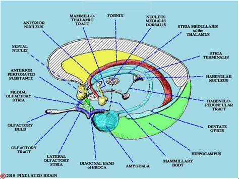 Septal nuclei; Bed Nucleus of Stria Terminalis; Nucleus of Anterior ...