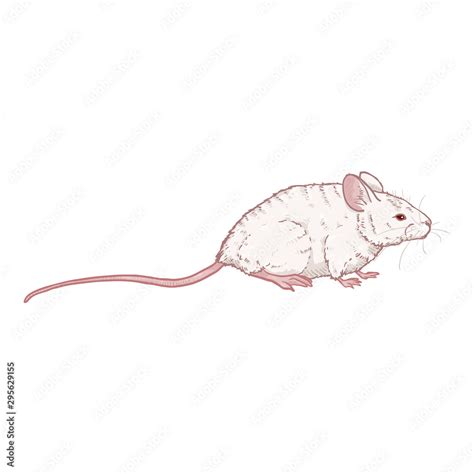 Vector Cartoon Illustration - Albino White Mouse Stock Vector | Adobe Stock