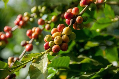 Coffee 101: What Does a Coffee Plant Look Like? – The Roasterie