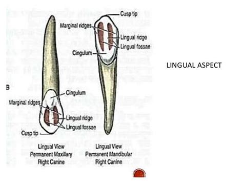 Maxillary permanent canine