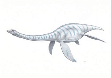 Plesiosaurus Drawing - Etsy