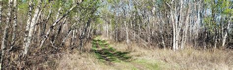 Lauder Sandhills Trail, Manitoba, Canada - 7 Reviews, Map | AllTrails