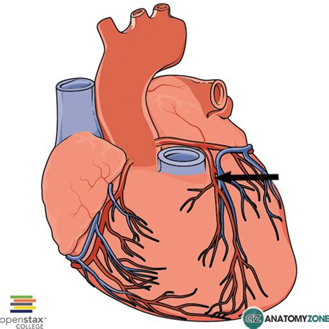 Left Anterior Descending Artery • Cardiovascular • AnatomyZone