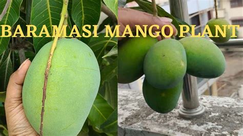 Baramasi mango plant care || proper way of fertilizing mango plant in ...