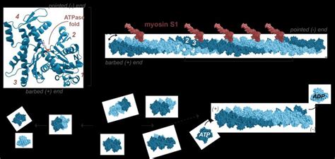 Features of G-actin, actin filaments and actin assembly. (A) Protein... | Download Scientific ...