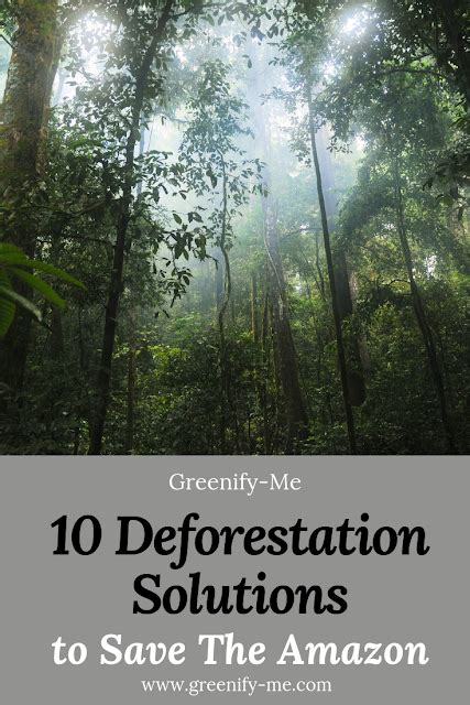 10 Deforestation Solutions to Save The Amazon - Greenify Me