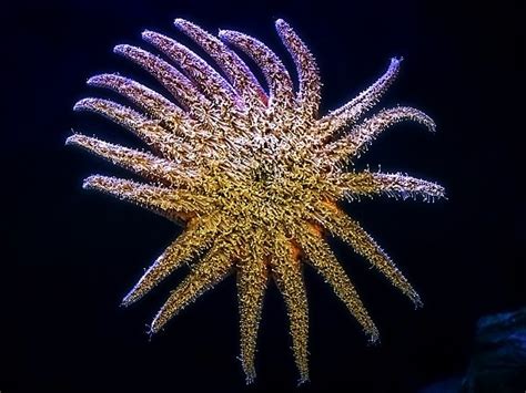 Sunflower Sea Star | Online Learning Center | Aquarium of the Pacific