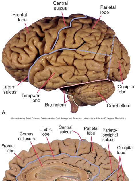 the brain anatomy