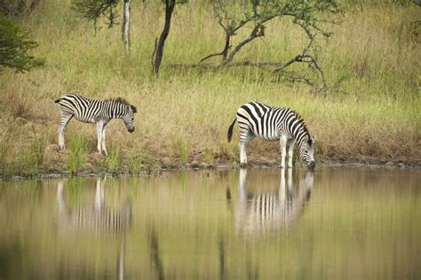 Kariega Game Reserve, South Africa