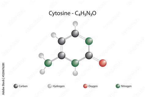 Molecular formula and chemical structure of cytosine Stock Vector ...