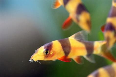 Clown Loach Behavior | BeChewy