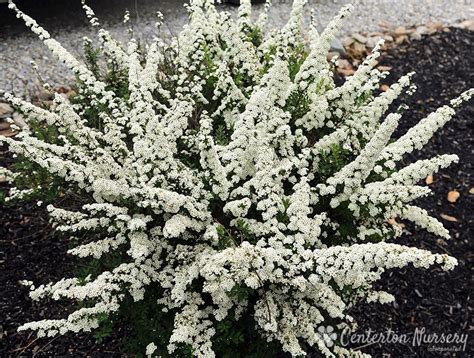 'Snowmound' Dwarf Spirea blooms in spring. Pendulous habit. To cover sewer line clea… | Dwarf ...