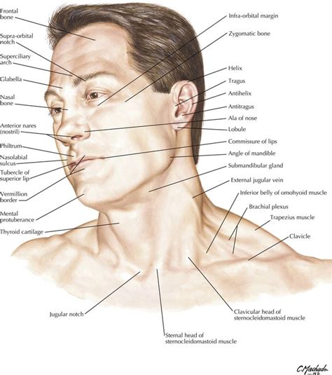 1: Head and Neck | Basicmedical Key