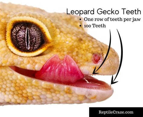 Does Leopard Geckos Have Teeth?