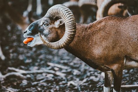 Ram Animal Farm - Free photo on Pixabay - Pixabay