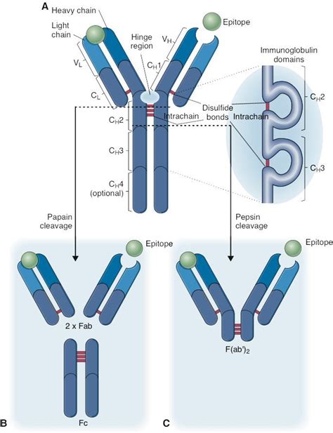 Antibody