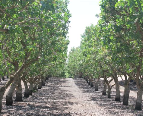 It Pays to Prepare for Pistachio Harvest | West Coast Nut