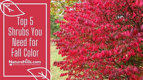 Top 5 Shrubs You Need for Fall Color | NatureHills.com - YouTube