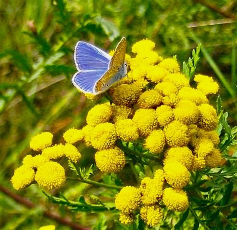 BLUE TANSY SERUM - ALABASTRA botanics