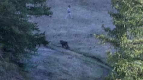 What To Do If You Encounter A Wolf In Yellowstone (Watch) - Unofficial ...