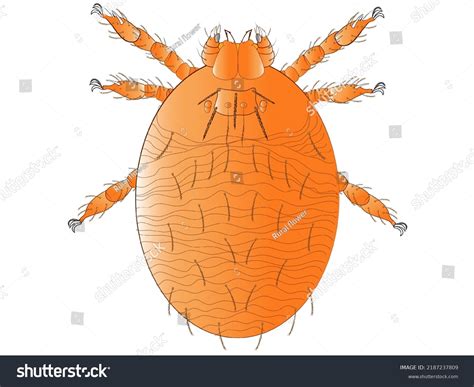 Chigger Mite Larval Stage Trombiculidae Family Stock Illustration 2187237809 | Shutterstock