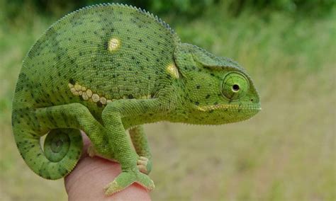 70+ Types of Chameleons (With Pictures): Chameleon Species Guide | Types of chameleons ...