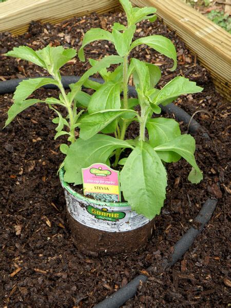 Growing Stevia Plants | General Planting & Growing Tips – Bonnie Plants