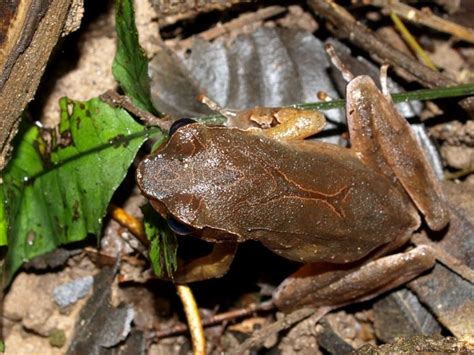 Xenophrys » Amphibian Care