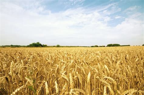 Hay field Stock Photos, Royalty Free Hay field Images | Depositphotos