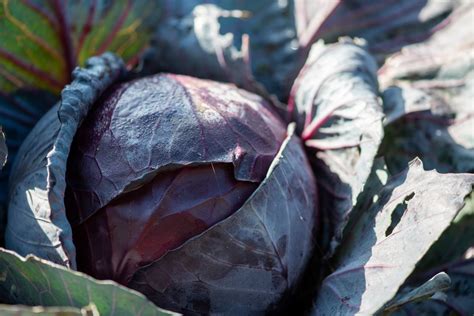 Planting red cabbage seeds and seedlings - Plantura