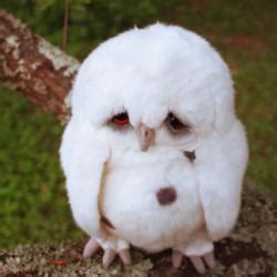 Sad Owl Meme Generator Template