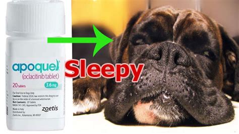 Does Apoquel Make Dogs Sleepy? Side Effects Of Oclacitinib - Quick Answer