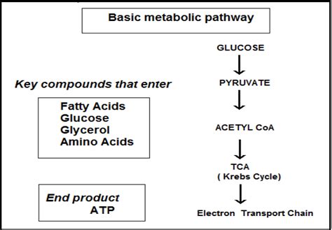 Understanding Biochemical Pathways: Introduction, Types, Regulation ...