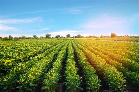 Nanotechnology and Organic Farming Partner to Improve Crops