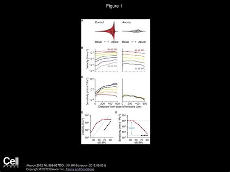 The Spatial Pattern of Cochlear Amplification - ppt download