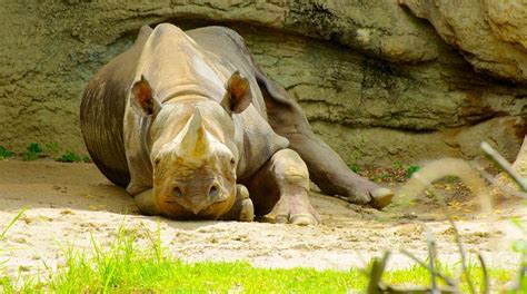 Tennoji Zoo - Tours and Activities | Expedia