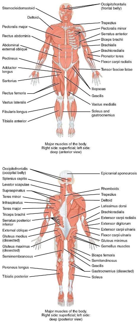 JobuFIT | Anterior_and_Posterior_Views_of_Muscles - JobuFIT