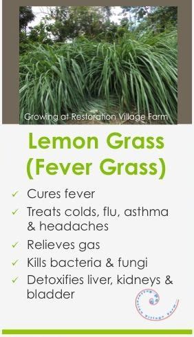 Some health benefits of Lemon Grass or Fever Grass. #lemongrass #fevergrass #health #healing # ...