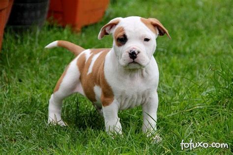 American Staffordshire Terrier - Raças de Cachorros