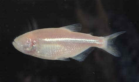 In Images: The Extraordinary Evolution of 'Blind' Cavefish | Live Science