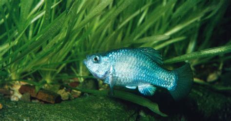 Endangered Devils Hole Pupfish Population Hits 19-Year High - Men's Journal