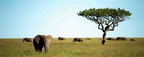 Africa Wildlife National Parks & Game Reserves Guide - AfricanMecca Safaris