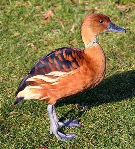 Fulvous whistling-duck | Birds of India | Bird World