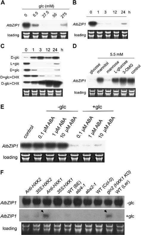 Hexokinase-dependent glucose repression of AtbZIP1. Shown are results... | Download Scientific ...