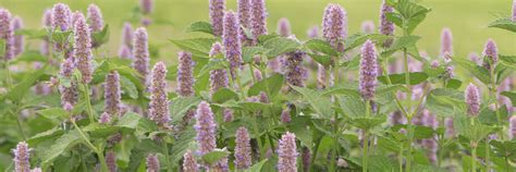 Anise Hyssop Seeds - Organic Varieties | Johnny's Selected Seeds