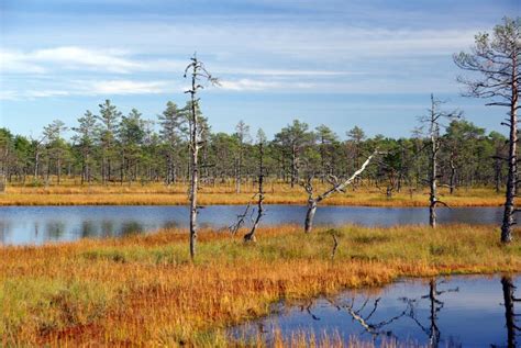 Swamp Viru in Estonia.the Nature of Estonia. Stock Photo - Image of ...