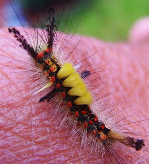 Hi, I have just found a White Marked Tussock Moth Caterpillar on one of ...