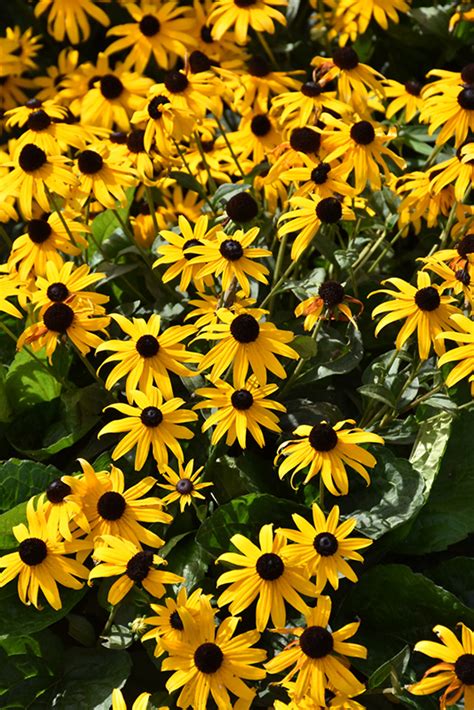 Orange Coneflower (Rudbeckia fulgida) in Issaquah Seattle Bellevue Redmond Renton Sammamish ...